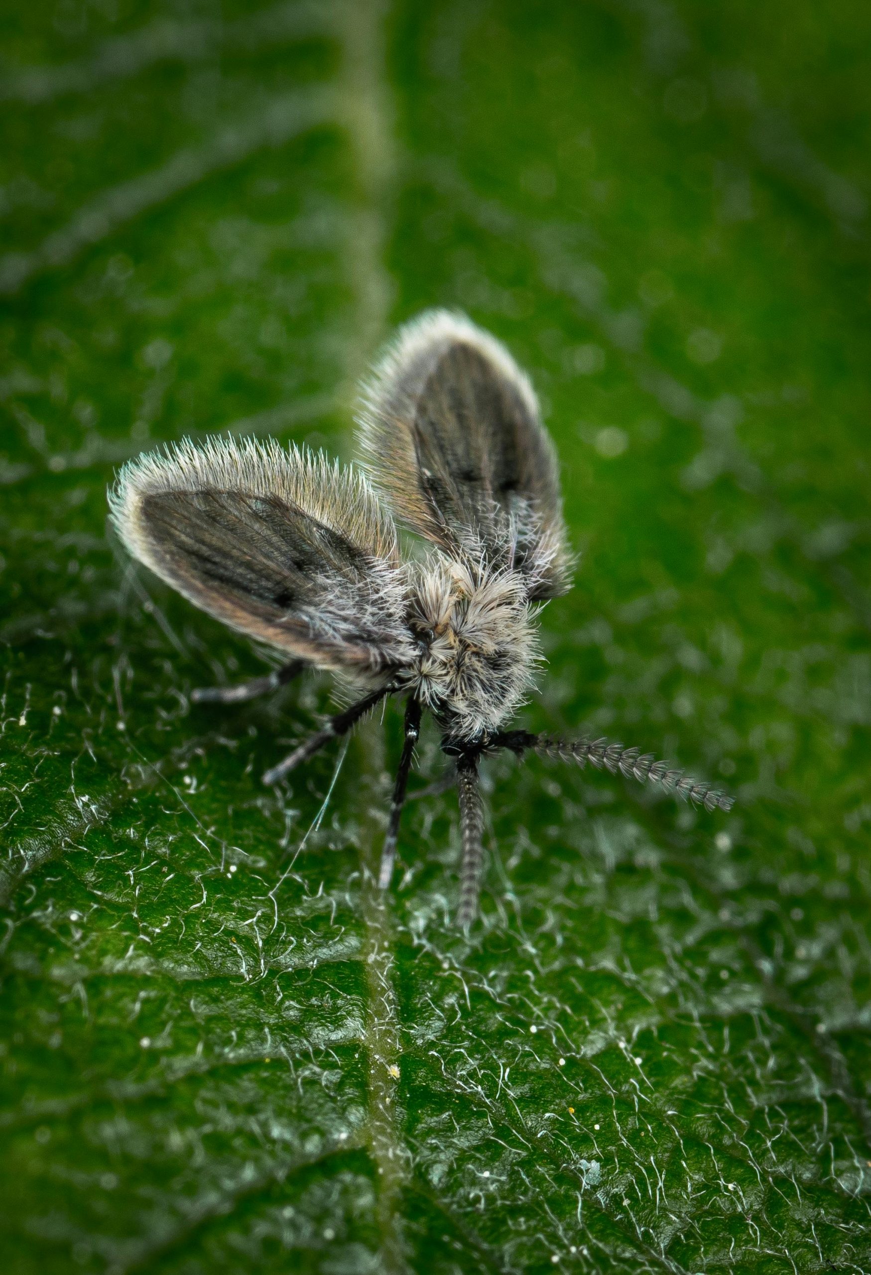 10 Ways to Eliminate Fungus Gnats from Your Houseplants