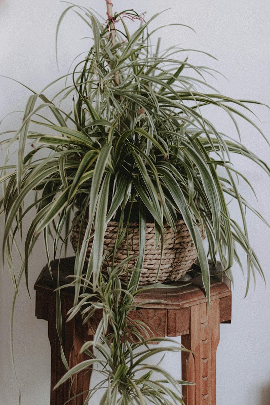 spider plant_greensand