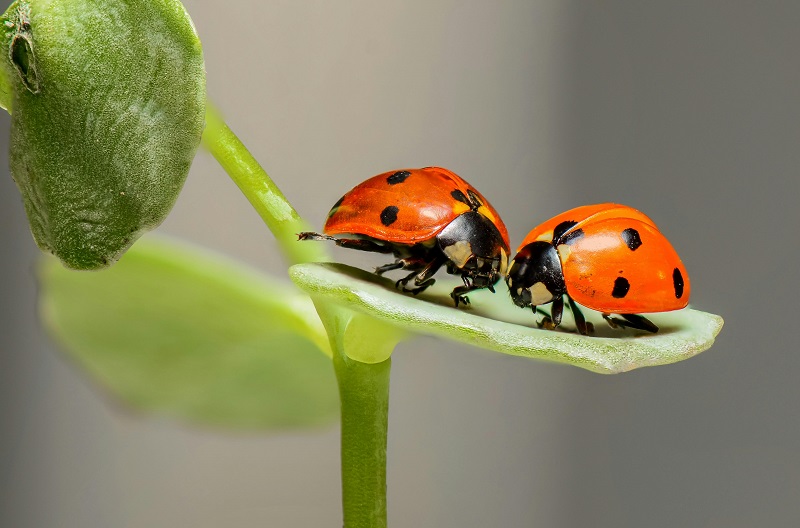 bugs that eat gnats_fungus gnat