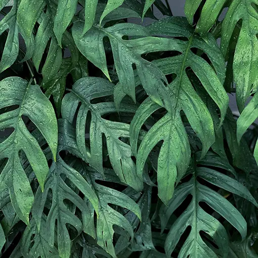 Cebu-Blue pothos_mature plants