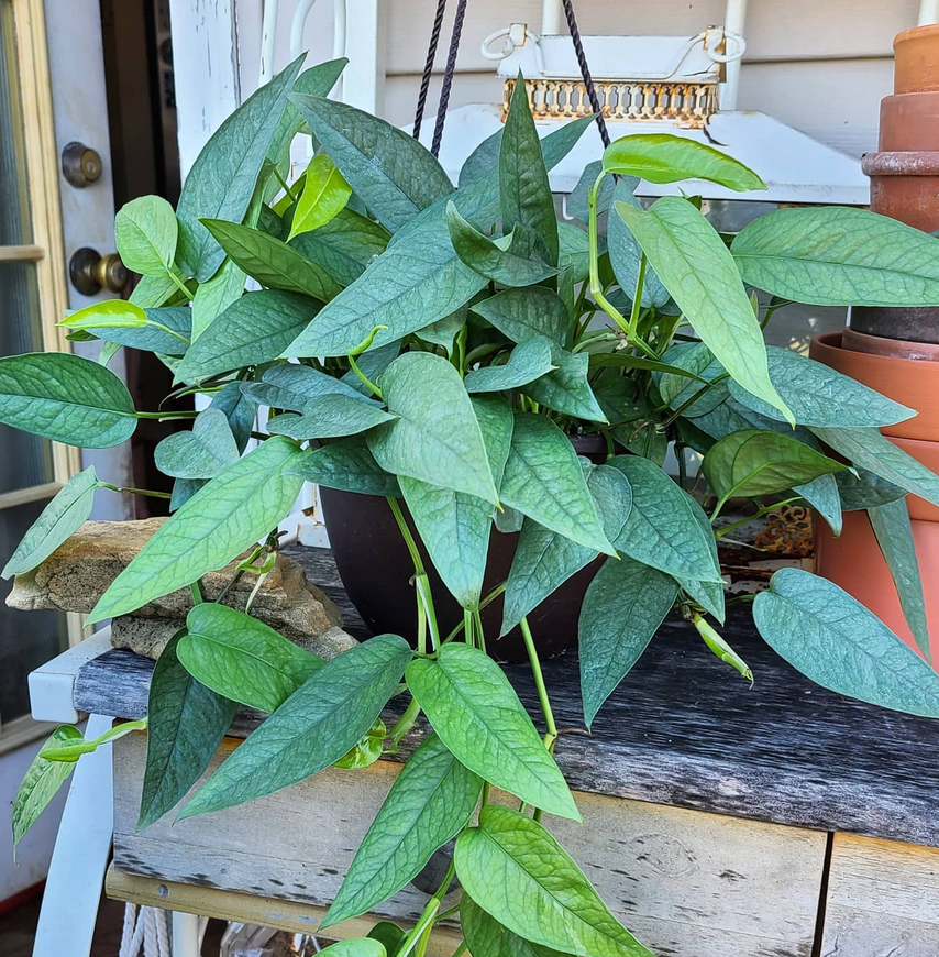 cebu blue pothos