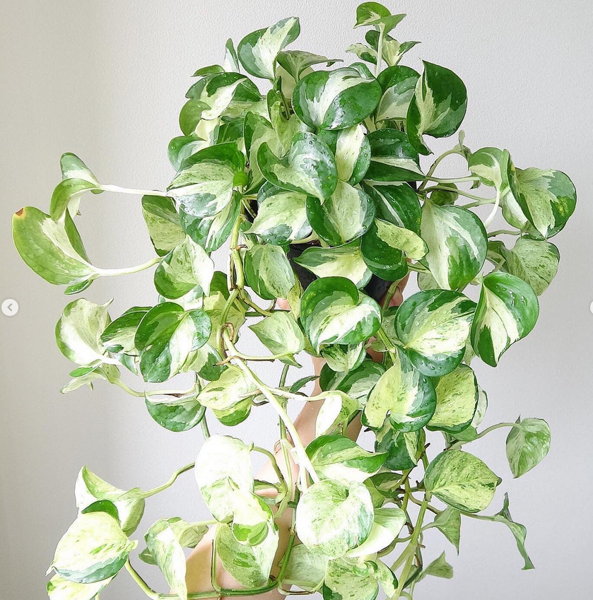 manjula pothos