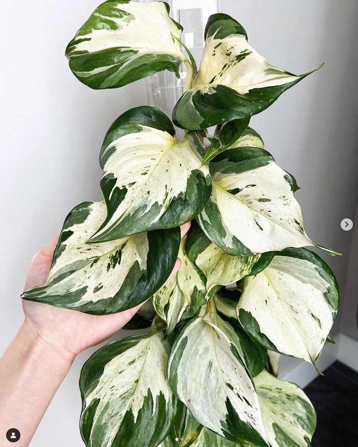 manjula pothos_pinching