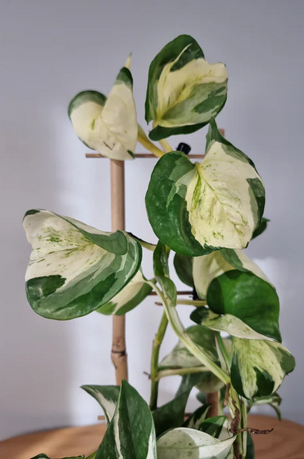 Manjula Pothos