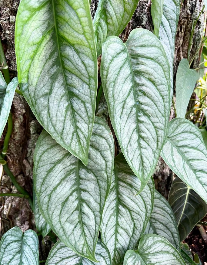 Monstera siltepecana_moss poles