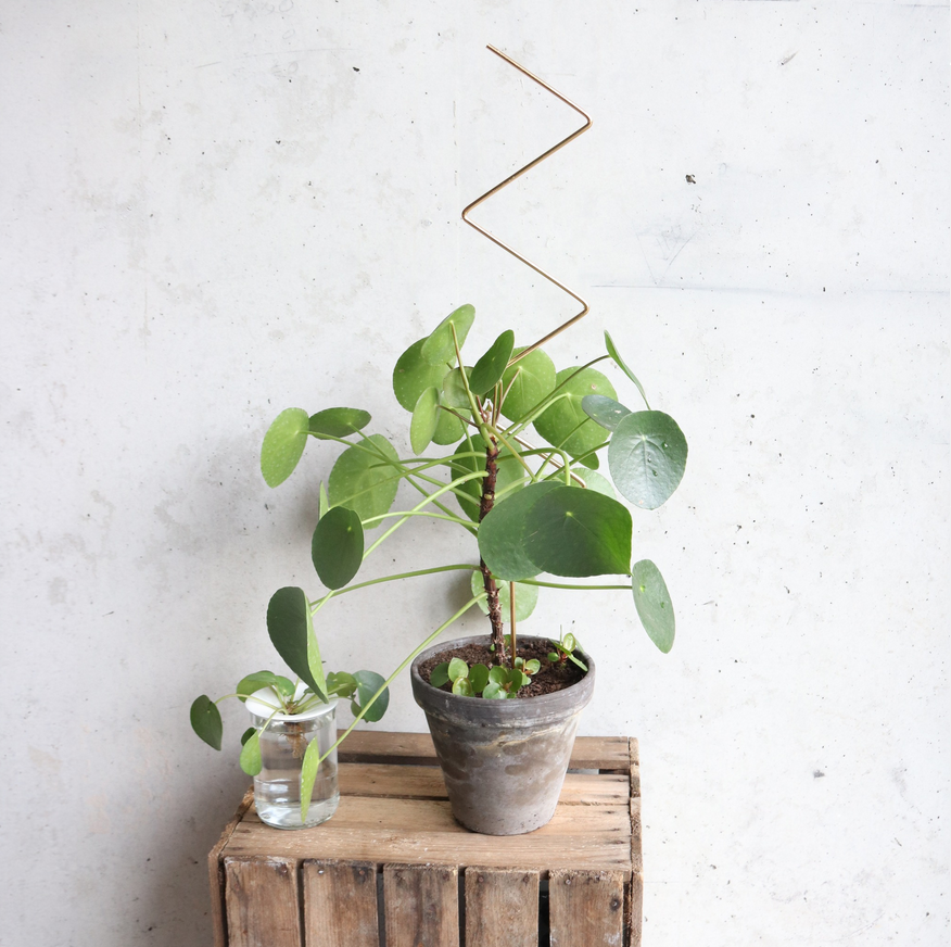 Pilea Peperomioides (Chinese Money Plant)_Support