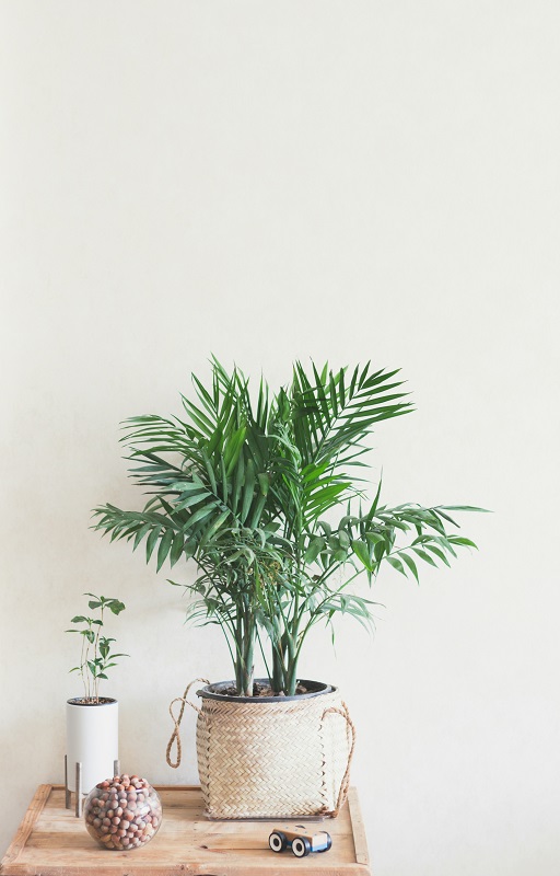 areca palm_ Air Quality