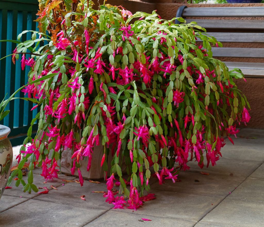 christmas-cactus_mature plants