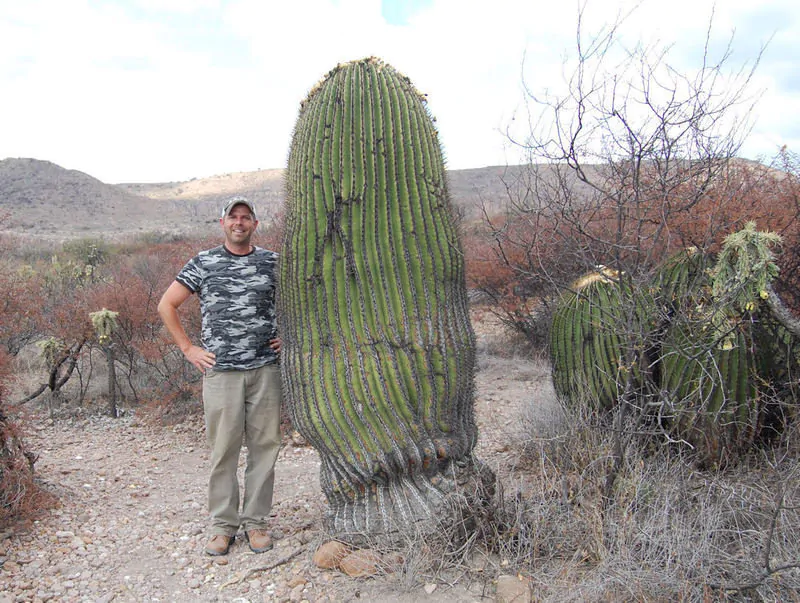 echinocactus-platyacanthus_mature plants