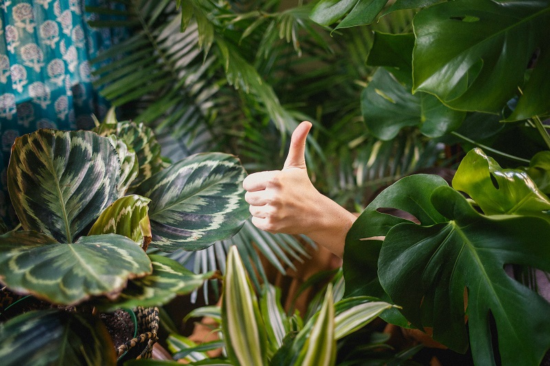 Air Quality; Air-Purifying Houseplants for better indoors