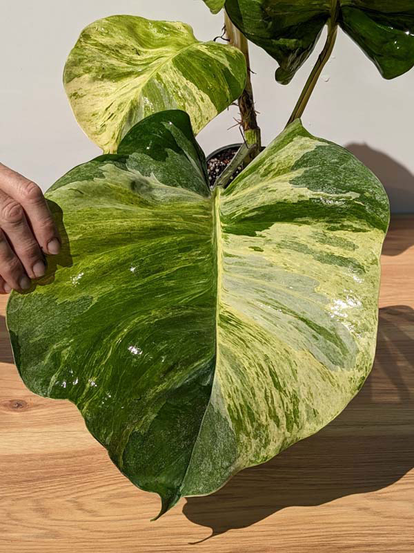 Manjula Pothos Care: How To Grow This Variegated Beauty