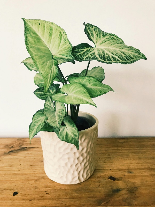 Syngonium podophyllum (Arrowhead Plant)_moss poles