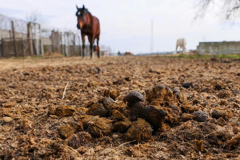 Manure_organic fertilizer