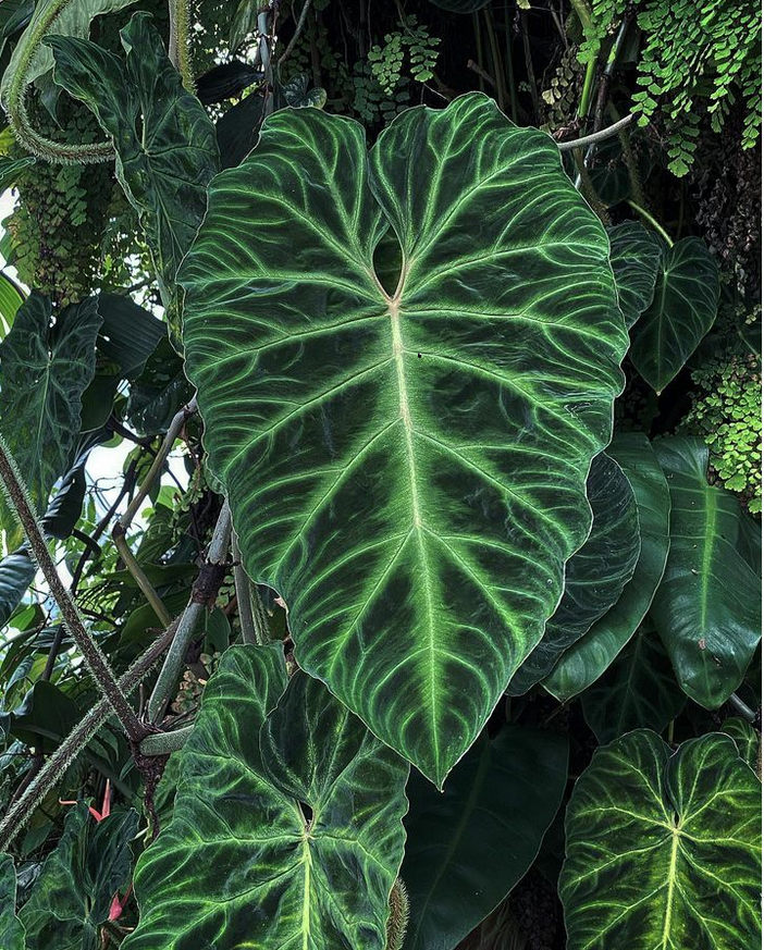 philodendron verrucosum_cuttings