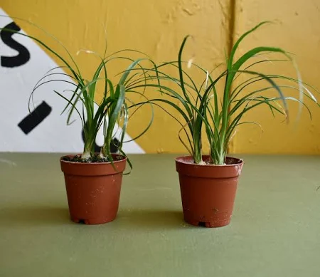 ponytail palm