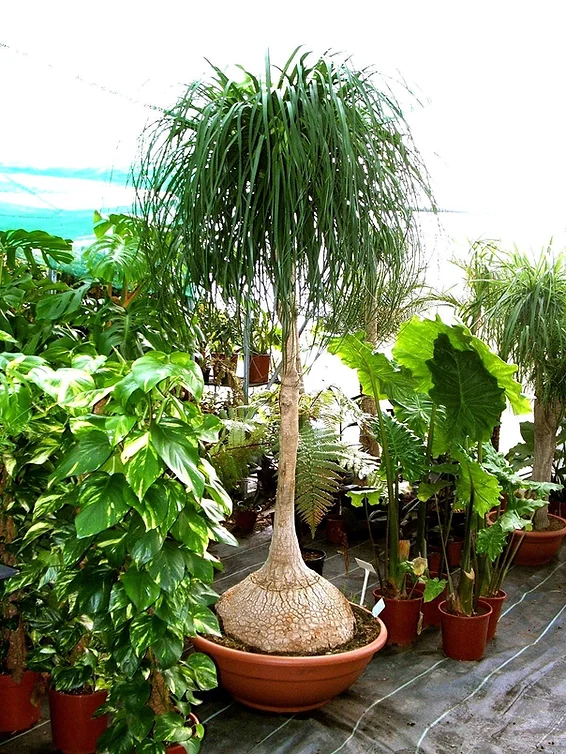 ponytail palm_mature plants