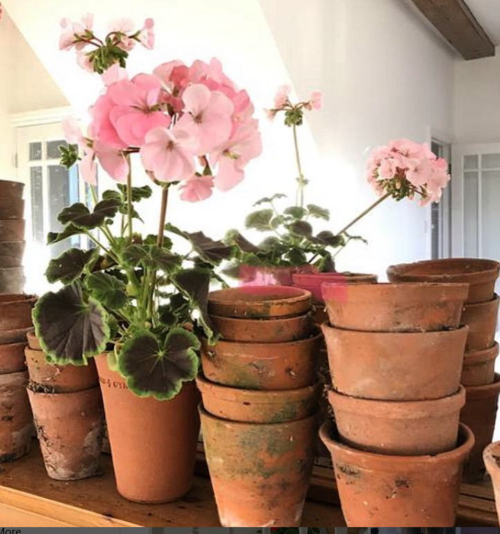 Geraniums_pinching