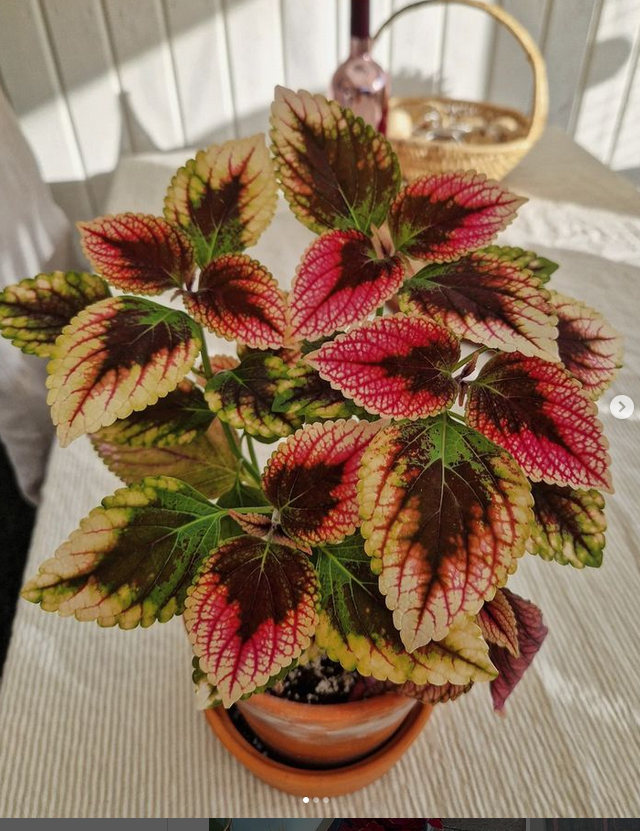 coleus_pinching