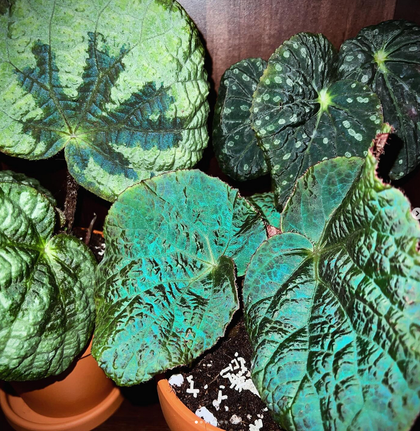 10 Rare Begonias to Elevate Your Plant Collection