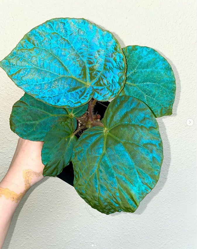 begonia rickii_Rare Begonias