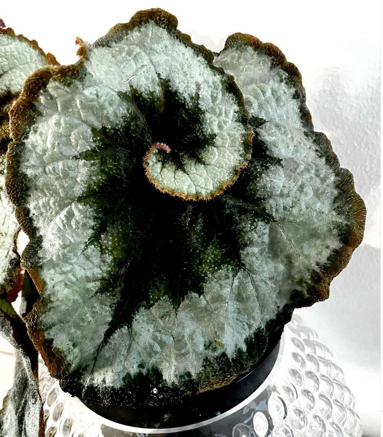 begonia escargot_cuttings