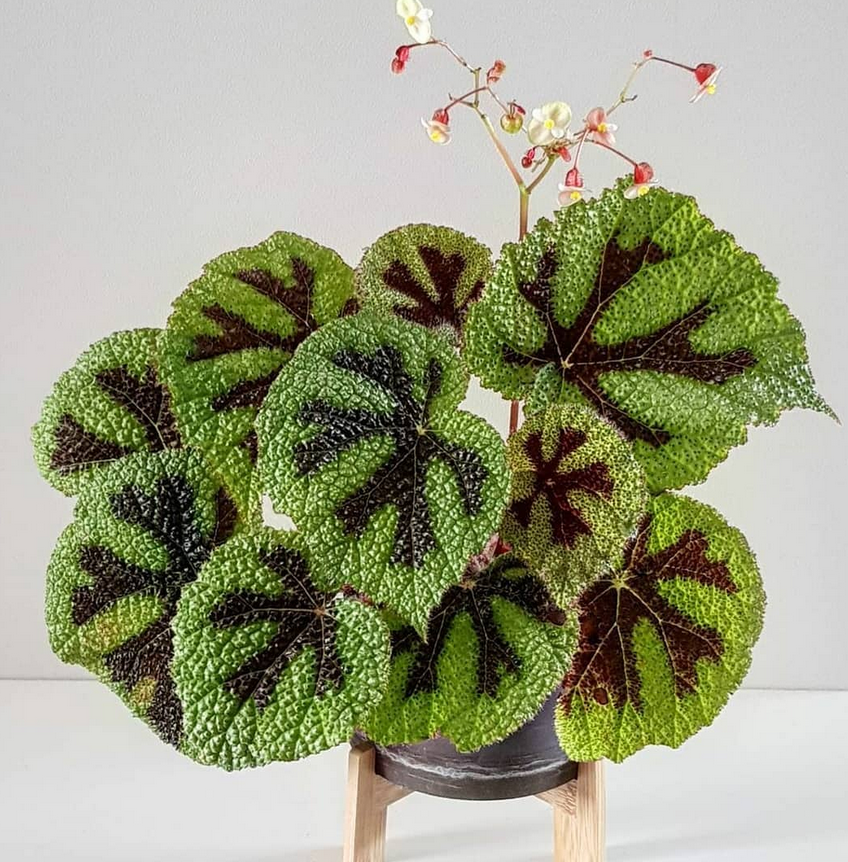 begonia masoniana_Rare Begonias