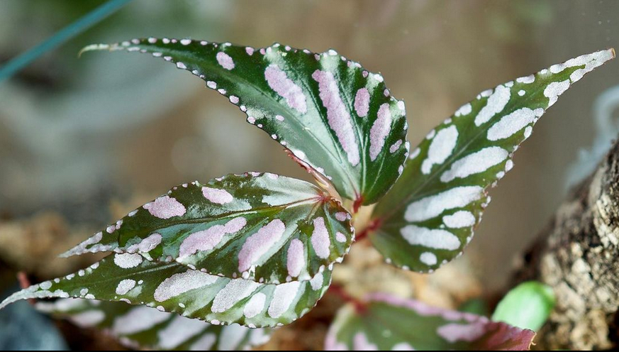 begonia julau_Rare Begonias