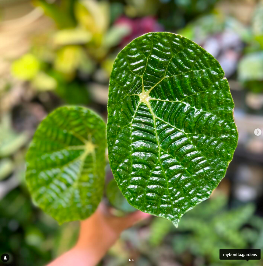 begonia paulensis_Rare Begonias