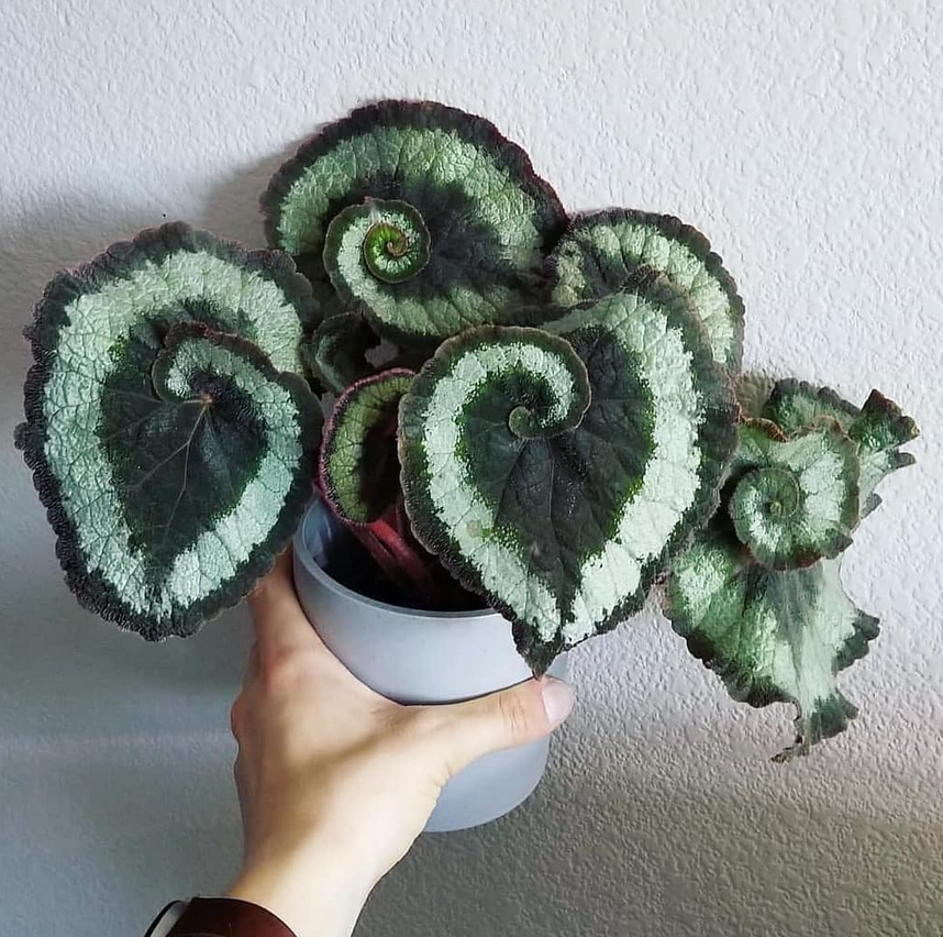 begonia escargot_Rare Begonias