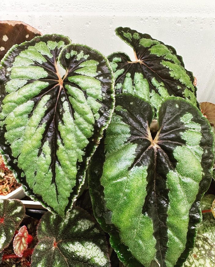 begonia dinhdui_Rare Begonias