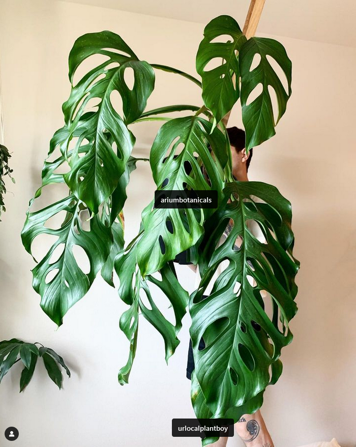 Monstera acacoyaguensis_moss poles