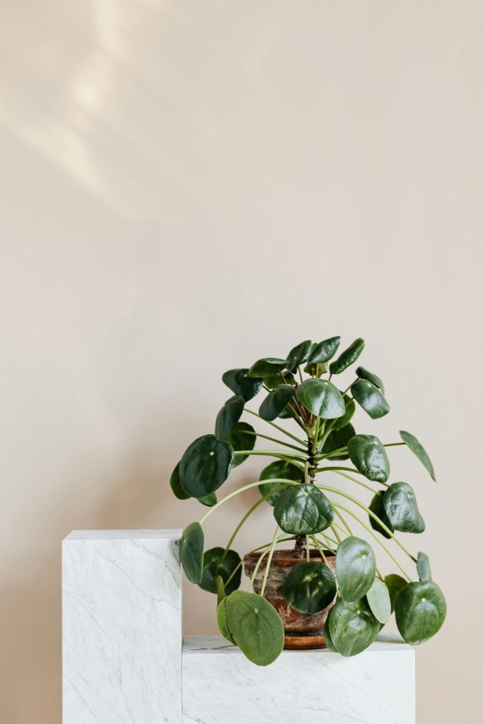 pilea_nutrient cocktail