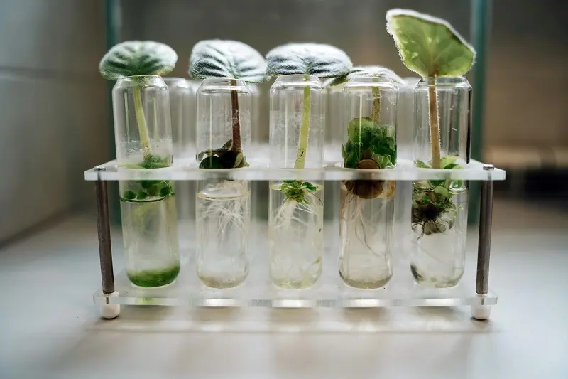 Tissue Culture Plants: Better or Worse?