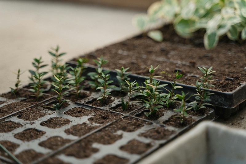 seed grow plants
