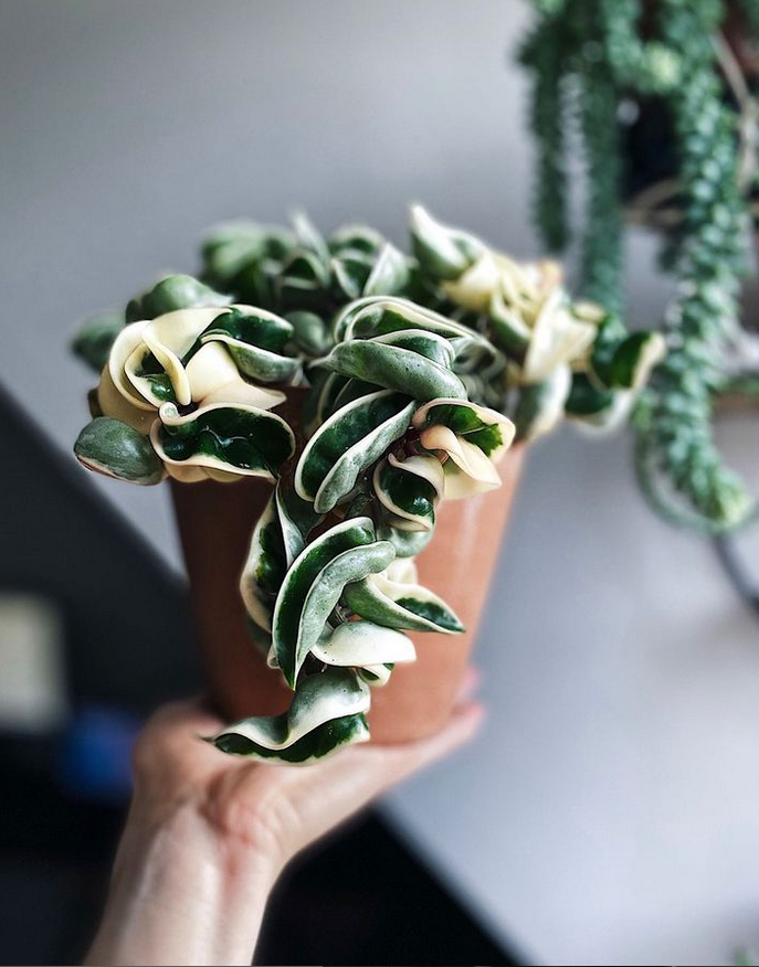 hoya compacta variegata