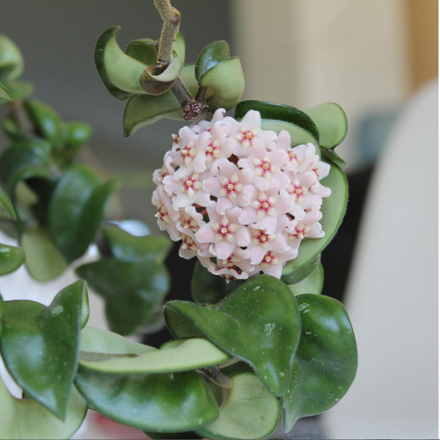 hoya compacta variegata