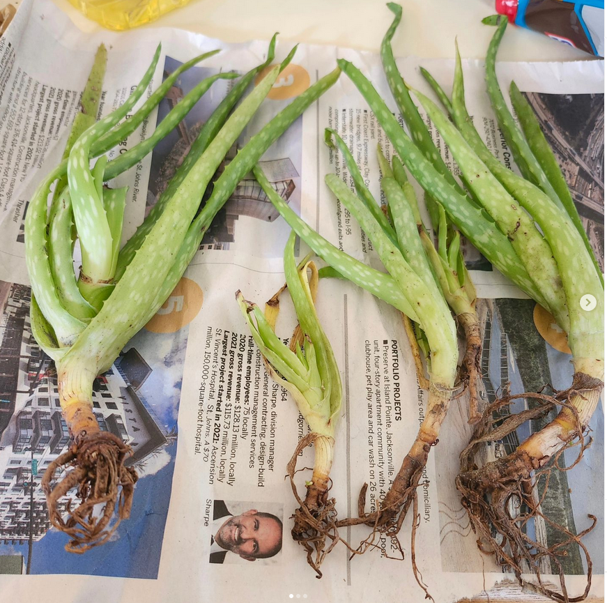 aloe vera_cuttings