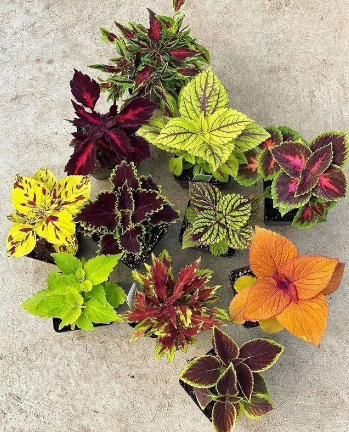 coleus_cuttings