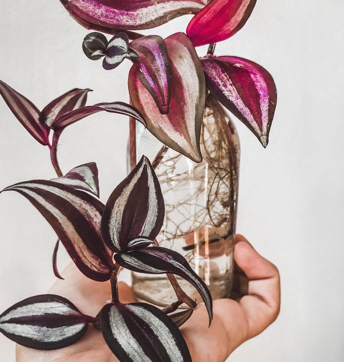 wandering Jew_cuttings