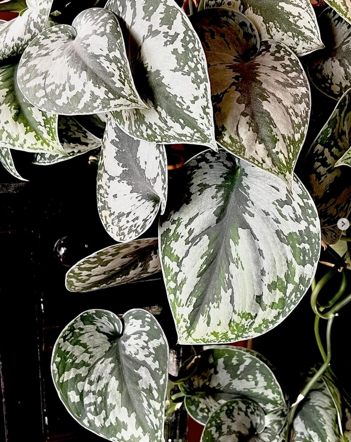 silver satin pothos