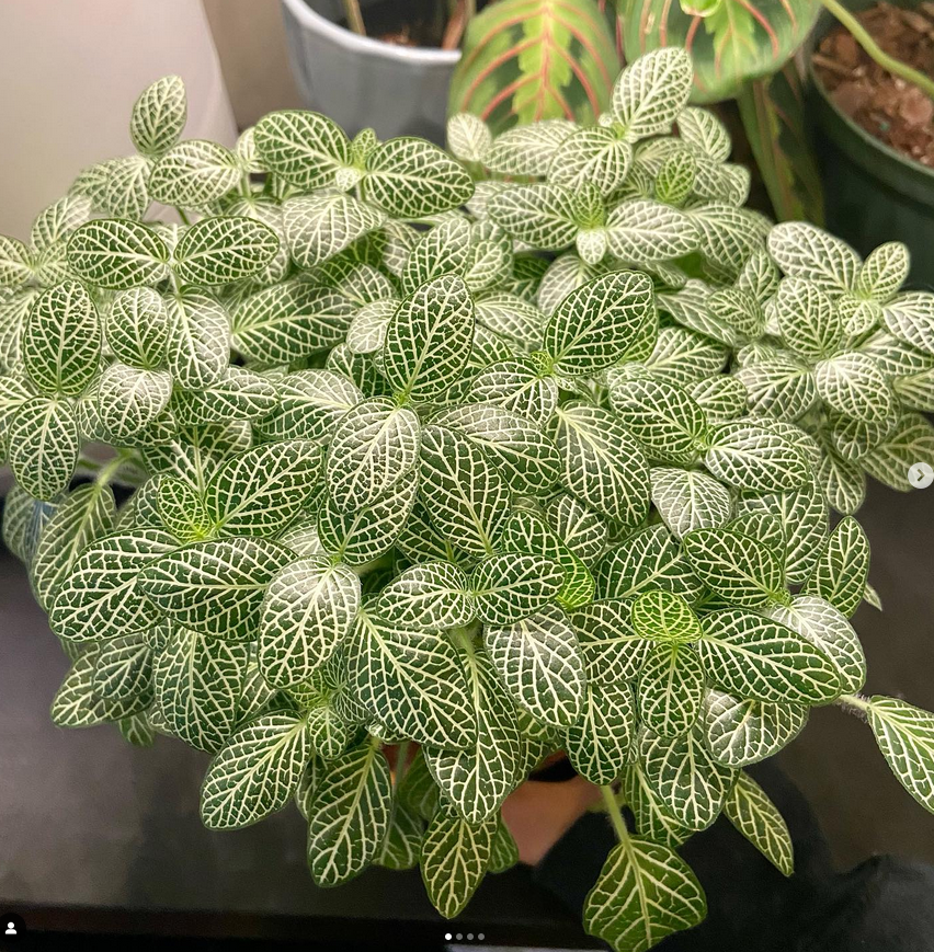 silver nerve plant