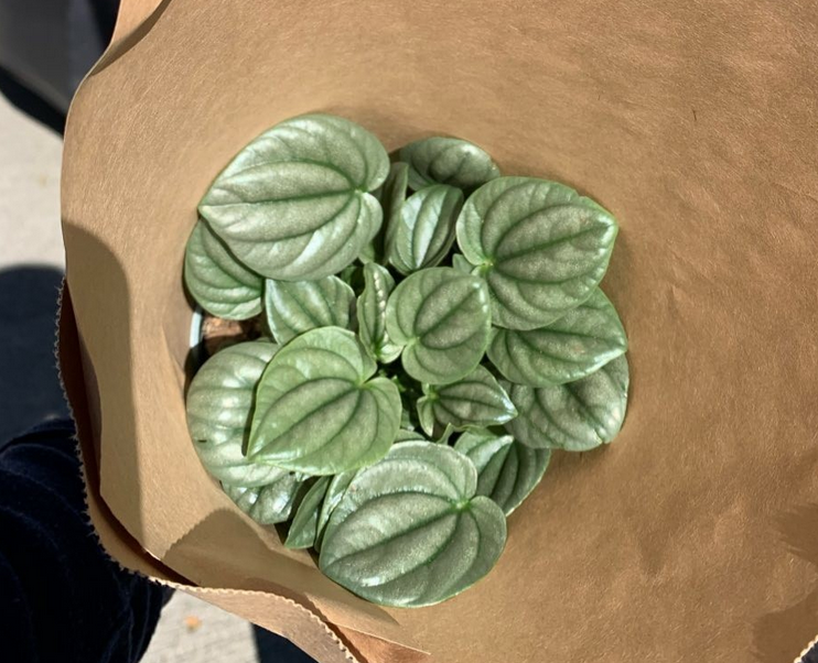 silver peperomia frost