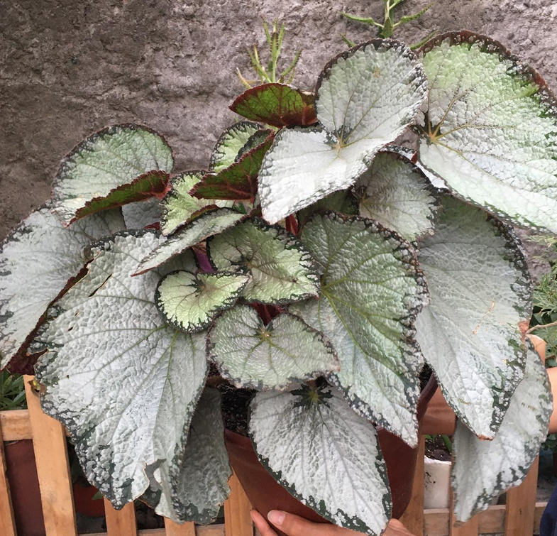 silver begonia