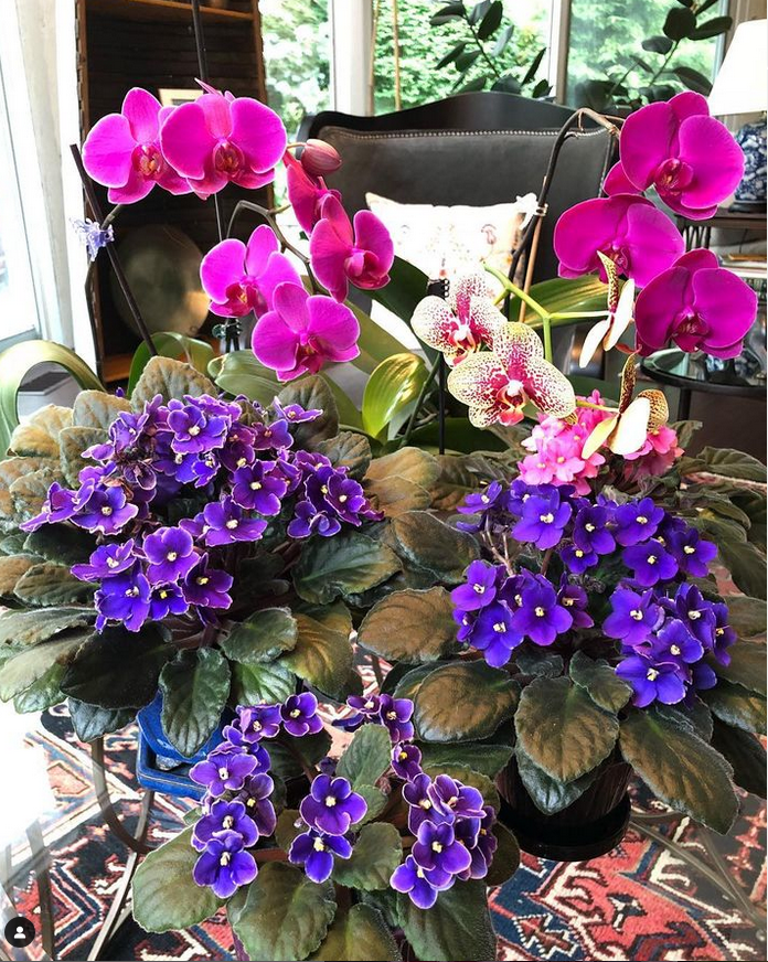 african violets_rice hulls