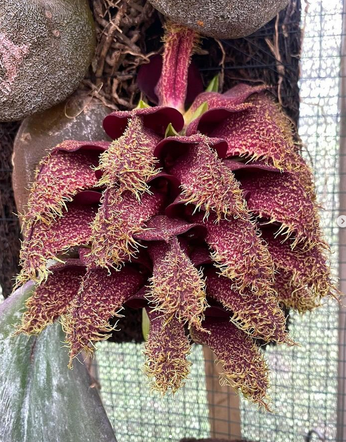 Bulbophyllum phalaenopsis_rice hulls