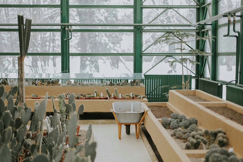 Safely Overwinter Your Cacti and Succulents Indoors: Expert Tips