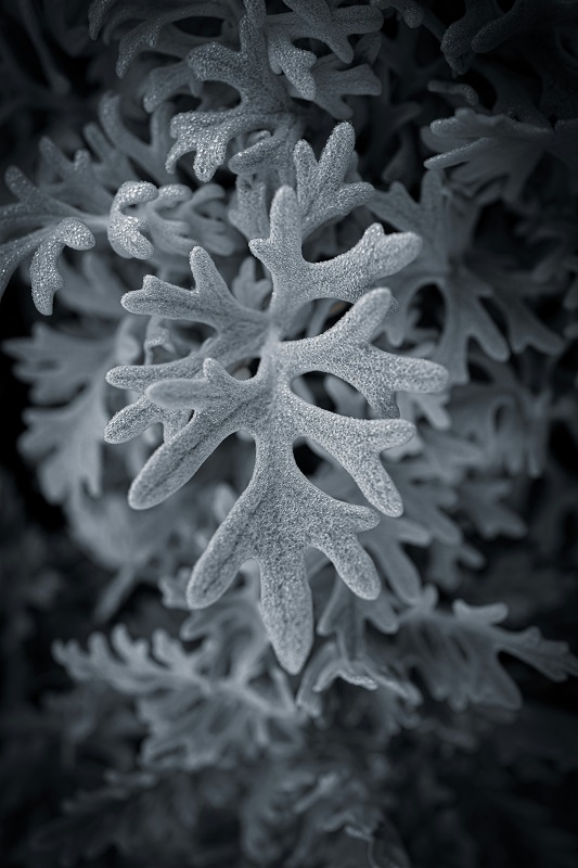 Brighten Your Home with These 10 Beautiful Silver Leaf Plants