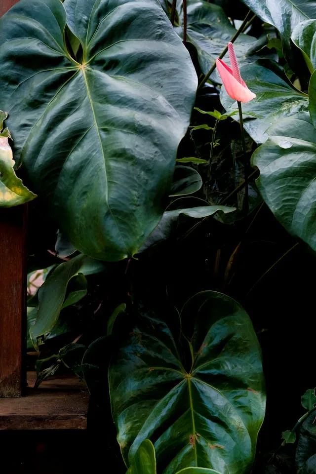 The Hottest Anthuriums to Add to Your Plant Collection Right Now