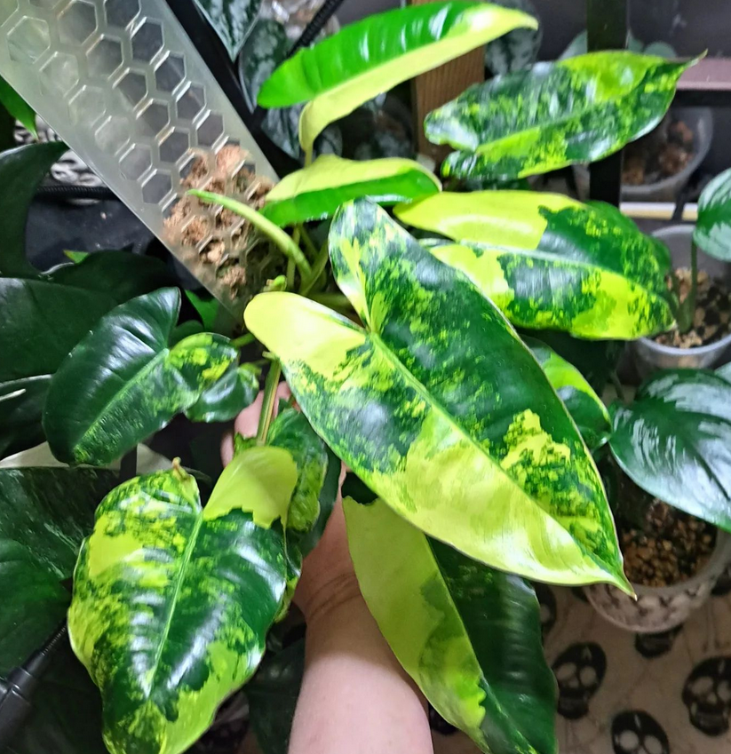 variegated philodendron burle marx