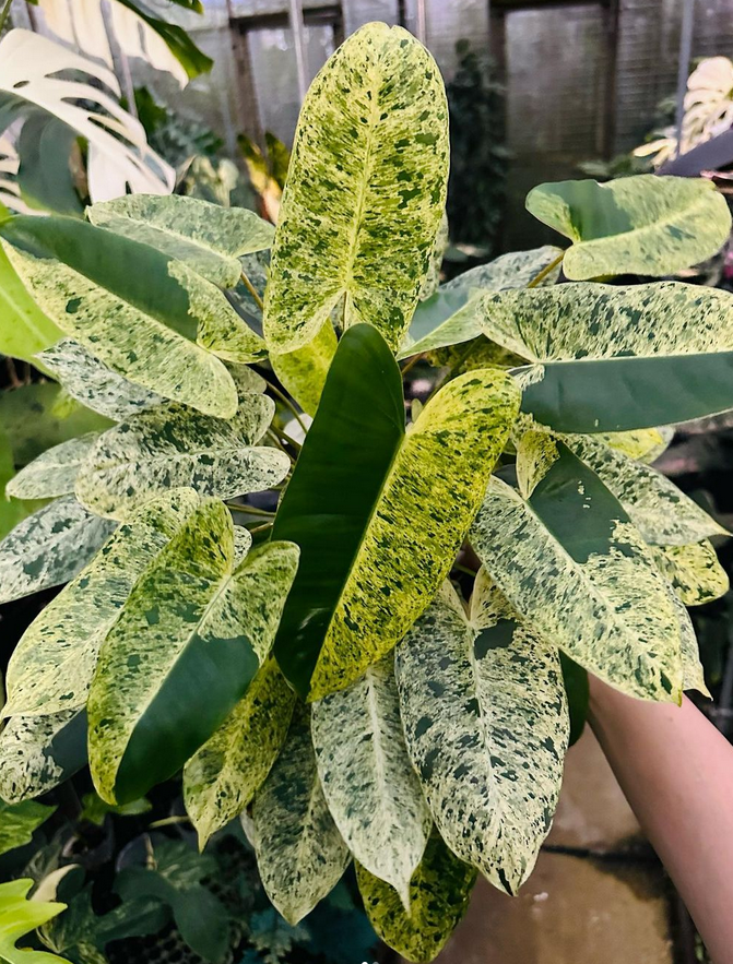 Burle Marx Variegata: Your New Favorite Variegated Plant